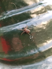 Larinioides sclopetarius