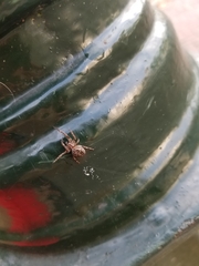 Larinioides sclopetarius