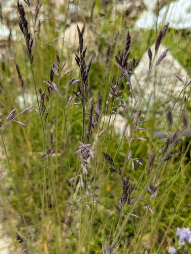 Festuca rubra