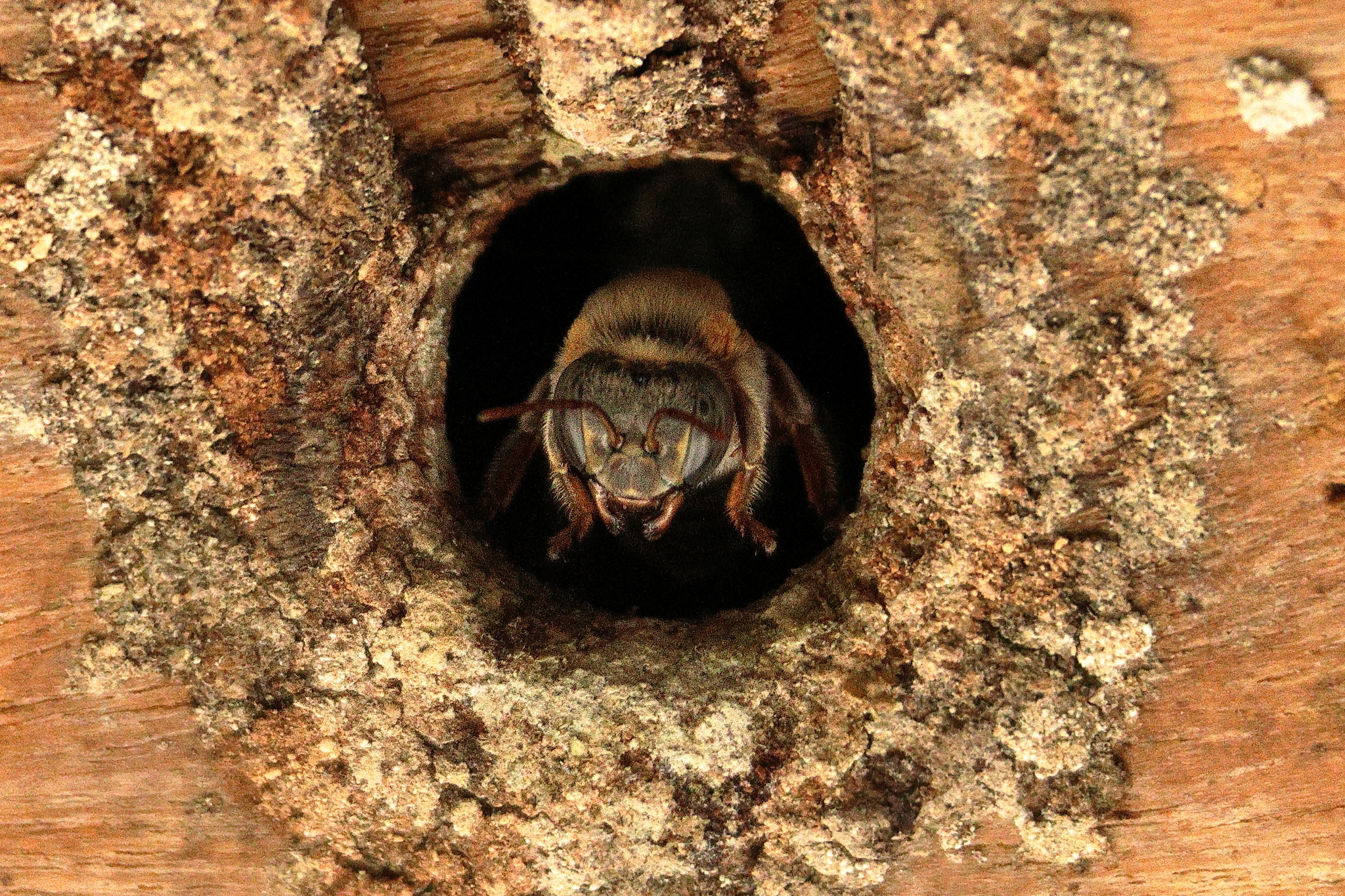 Foto de Melipona beecheii Bennett, 1831
