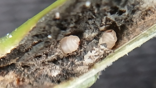 Lasioptera arundinis