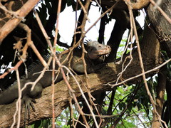 Iguana delicatissima