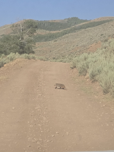 American Badger photographed in Utah