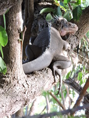 Iguana delicatissima