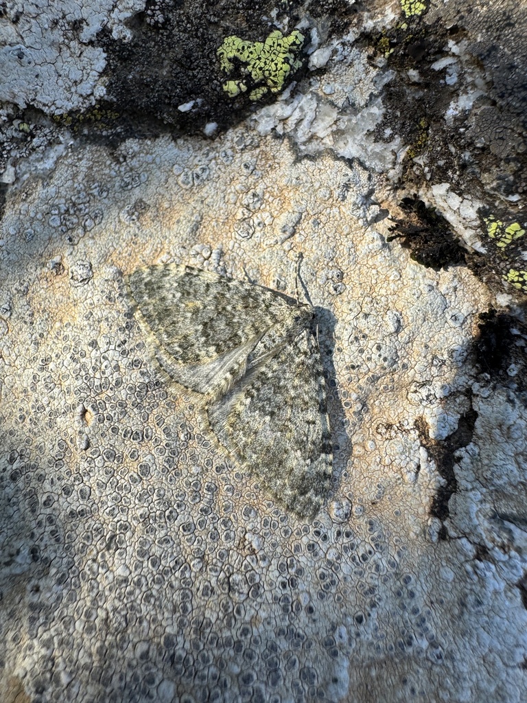 Entephria muscosaria
