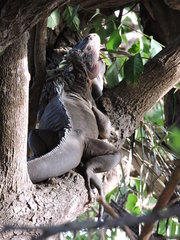 Iguana delicatissima