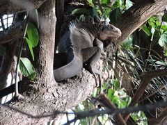 Iguana delicatissima