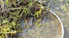 Mauremys reevesii