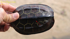 Mauremys reevesii