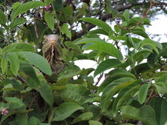 Iguana delicatissima