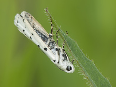 Myelois circumvoluta