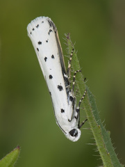 Myelois circumvoluta