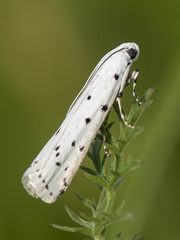 Myelois circumvoluta