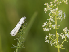 Myelois circumvoluta
