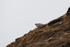 Tetraogallus tibetanus