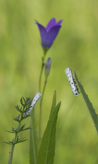 Myelois circumvoluta