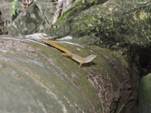Schwartz' Anole