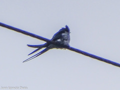 Hemiprocne coronata