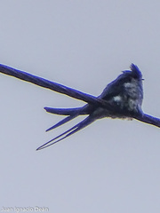 Hemiprocne coronata