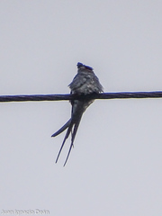 Hemiprocne coronata