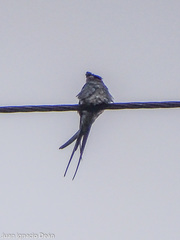 Hemiprocne coronata