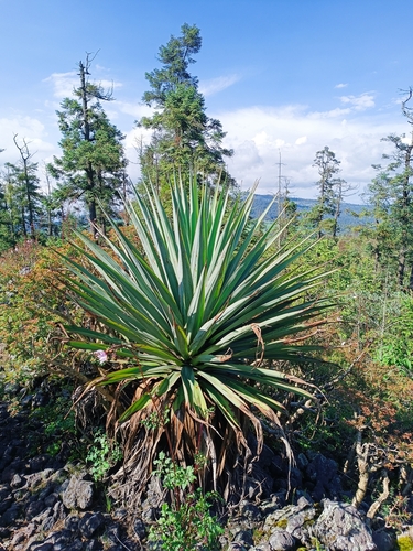 Furcraea parmentieri