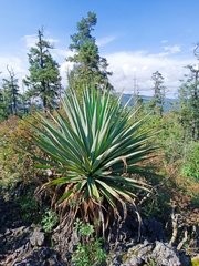 Furcraea parmentieri