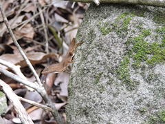 Anolis schwartzi
