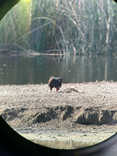 iNaturalist observation photo of Turkey Vulture
