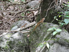 Anolis schwartzi