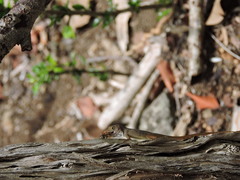 Anolis schwartzi