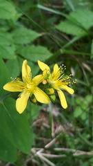 Hypericum montanum