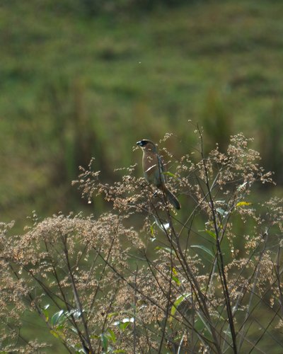 Cinnamon Tanager (Schistochlamys ruficapillus), photo 6