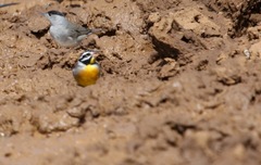 Emberiza flaviventris