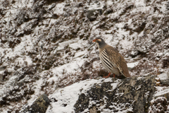 Tetraogallus tibetanus