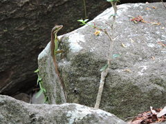 Anolis bimaculatus