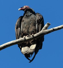 Cathartes aura