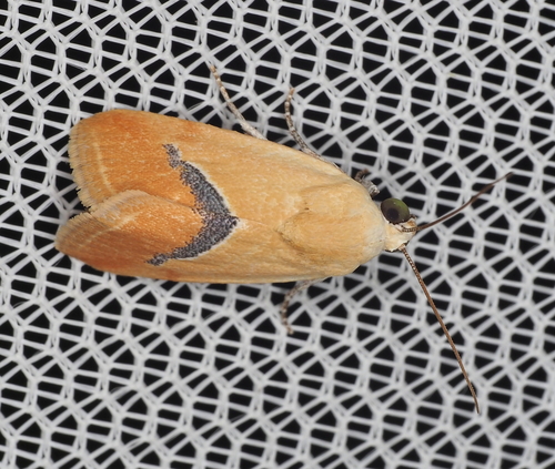 Pretty Bird-Dropping Moth