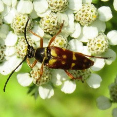 Typocerus velutinus