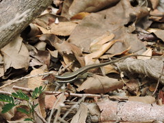 Pholidoscelis erythrocephalus