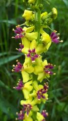 Verbascum alpinum