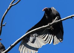 Cathartes aura