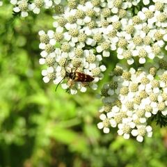 Typocerus velutinus