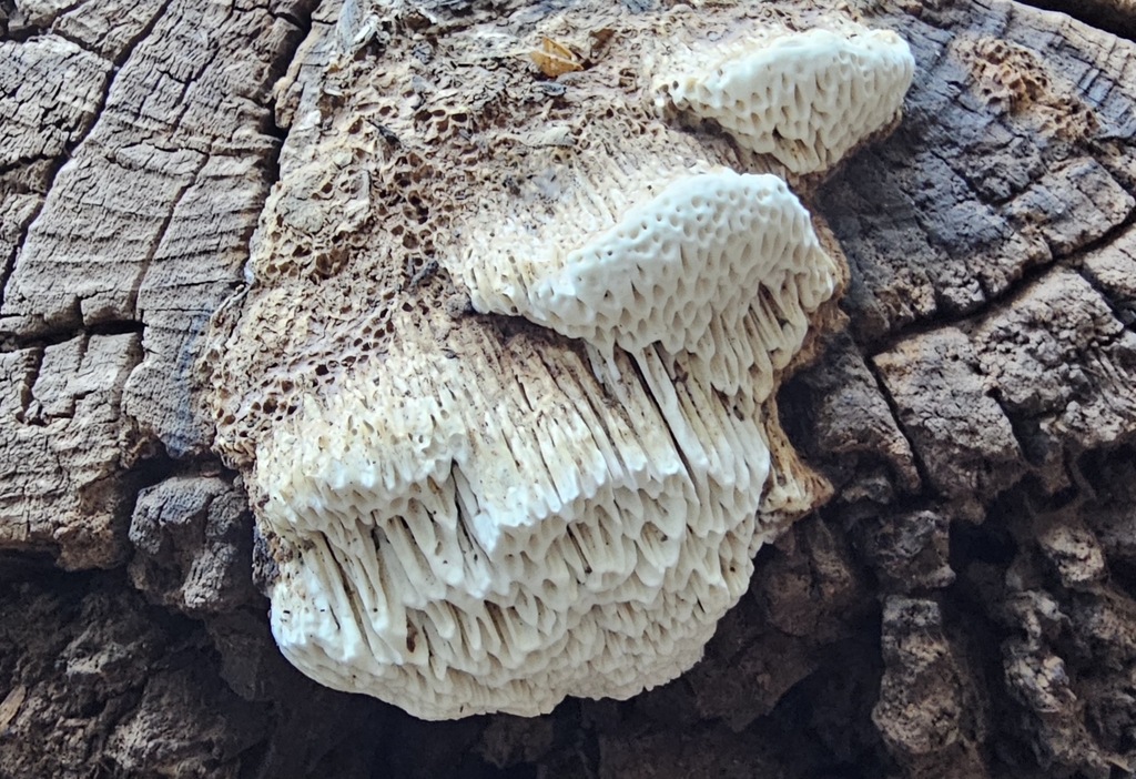 Fomitopsis juniperina from Yavapai County, US-AZ, US on August 31, 2025 ...