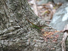 Anolis bimaculatus