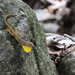 Schwartz' Anole - Photo (c) rozilber, some rights reserved (CC BY-NC), uploaded by rozilber
