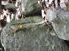 Anolis schwartzi