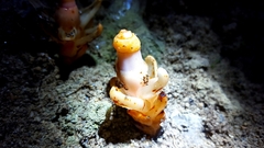 Mitrastemon yamamotoi