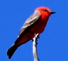 Pyrocephalus rubinus