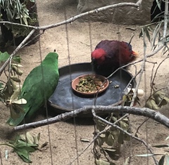 Eclectus roratus vosmaeri